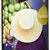 Fandler Bio-Sesamöl, 1er Pack (1 x 500 ml) - 1